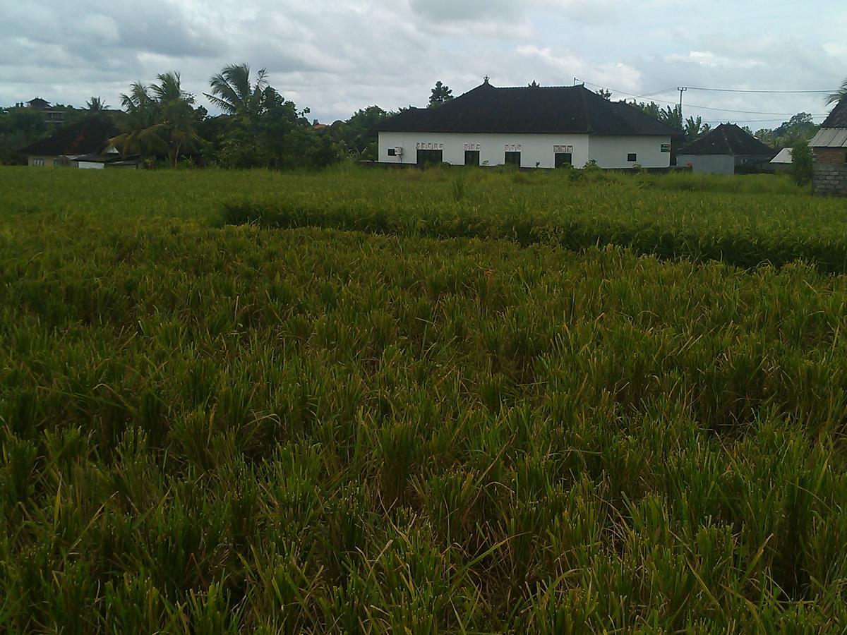 Ibu Ana Homestay Табанан Экстерьер фото